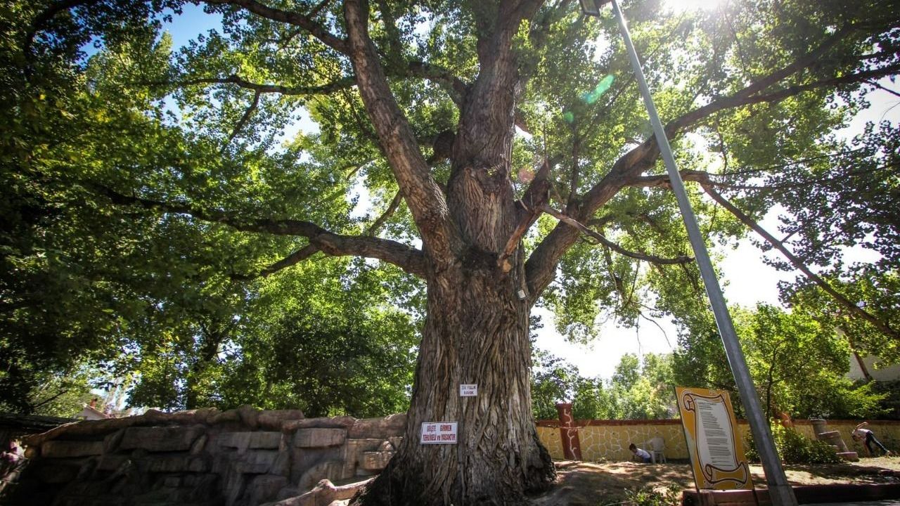 Türkiye'nin En Yaşlı Ağacı Kütahya'da