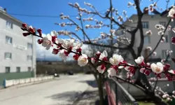 Domaniç'te erken bahar: Ağaçlar çiçek açtı, güzel görüntüler çıktı