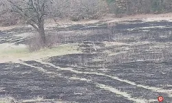 Domaniç’te anız yangını; Ağaçlık alana sıçramadan söndürüldü