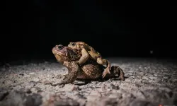 Domaniç'te kurbağalarının 5 bin yıllık üreme göçü başladı