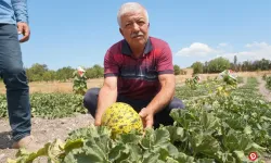 Çokköy'ün Örnek Çiftçisinden Organik Kavun ve Patates Başarısı