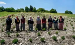 Afyon’un Lezzet Dolu Festivalinde Domaniç Hanımeli Kooperatifi de Yer Alacak