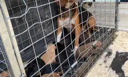 Domaniç'te Saldırgan Köpek Barınağa Kaldırıldı