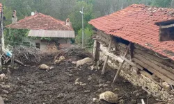 Domaniç’te Kurtlar Koyunlara Saldırdı: 11 Koyun Telef Oldu