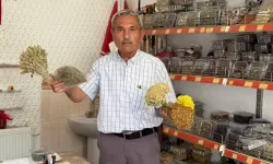Emekli Ormancı Doğadan Topladığı Otlarla Şifa Sunuyor