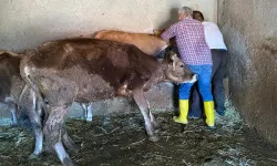 Domaniç’te Hayvan Sağlığı İçin Aşılama ve Küpeleme
