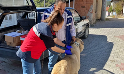 Domaniç’te Köpeklere Kimliklendirme ve Kuduz Aşısı Yapıldı