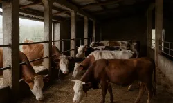 Domaniç’te Şap Önlemi! 22 Köyde Hayvan Girişi Yasaklandı