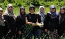 Domaniç sarımsağında bilimsel analizler sürüyor