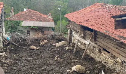 Domaniç’te Kurtlar Koyunlara Saldırdı: 11 Koyun Telef Oldu