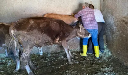 Domaniç’te Hayvan Sağlığı İçin Aşılama ve Küpeleme