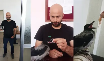 Domaniç’te Öğretmenin Şefkati Yaralı Kargayı Hayata Bağladı