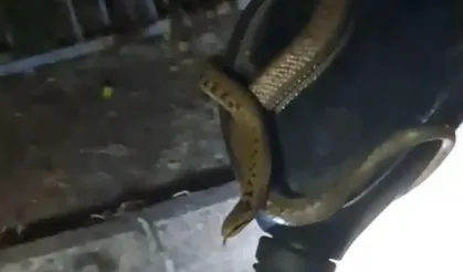 Domaniç’te Motora Binmek İstedi, Direksiyonda Yılanla Karşılaştı