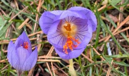 Domaniç’te Yaylacılara Dönüşü Hatırlatan Çiçekler Açtı; Halk Arasında “Vargit” Çiçeği Olarak Biliniyor