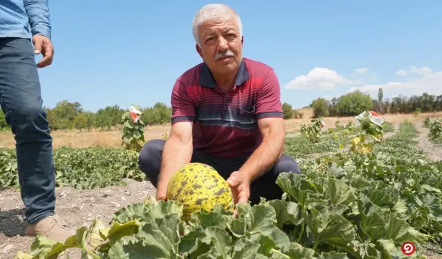 Çokköy'ün Örnek Çiftçisinden Organik Kavun ve Patates Başarısı