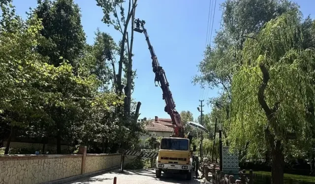 Polen yayan kavak ağaçları kesiliyor