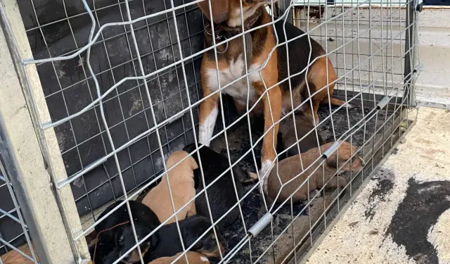 Domaniç'te Saldırgan Köpek Barınağa Kaldırıldı