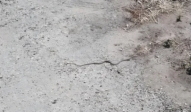 Domaniç’te Yılan Alarmı! Hem Sayıları Fazla Hemde Yerleşim Yerine Yakınlar