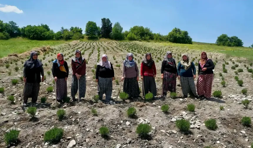 Afyon’un Lezzet Dolu Festivalinde Domaniç Hanımeli Kooperatifi de Yer Alacak