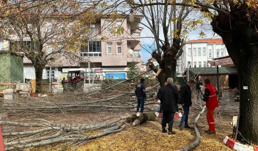 Domaniç’te Ağaç Budama Çalışması yapıldı