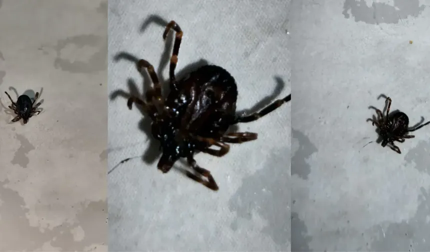 Domaniç’te Kene Yemek Sofrasında Görüldü; Tedirginliğe Neden Oldu!