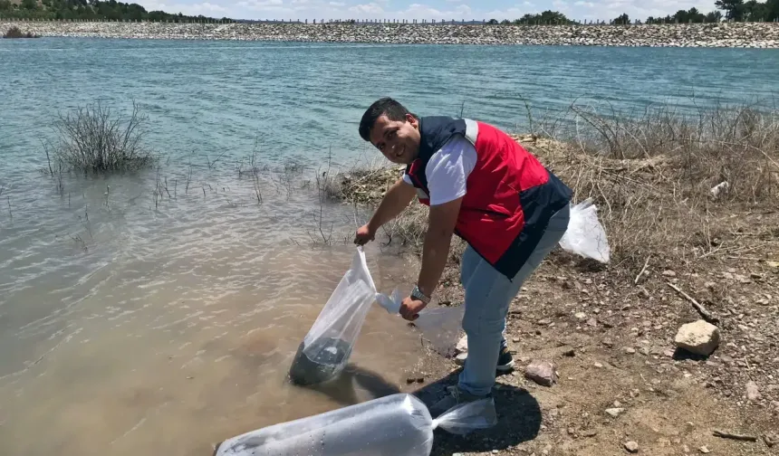 Domaniç’te Göletlere 100 Bin Sazan Yavrusu Bırakıldı